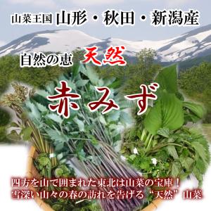 天然山菜 赤みず 300ｇ