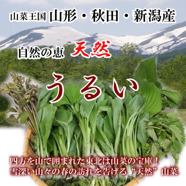 天然山菜 うるい 300ｇ