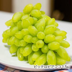 山形県産ぶどう ピッテロビアンコ 1.5kg（3〜5房） ※配送日指定には対応しておりません/松田農園/送料無料/父の日 お中元