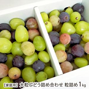 【家庭用】大粒ぶどう詰め合わせ 粒詰め 1kg ※房から外した粒の状態でお届け ※シャインマスカットのほか、1〜3品種/Farmおとらふ/後払い決済不可/送料無料