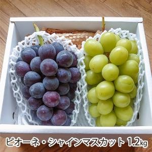 山形県産 ピオーネ・シャインマスカット 1.2kg/大野農園 Rapporti/送料無料