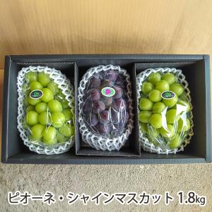 山形県産 ピオーネ・シャインマスカット 1.8kg/大野農園 Rapporti/送料無料
