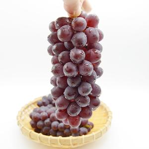 松田さんのぶどうキングデラウェア約1.8kg(...の詳細画像3