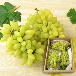 予約受付中：9月下旬頃より発送予定|松田さんのぶどうピッテロビアンコ約1.5kg(3房前後)
