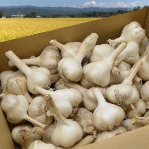 《根・土つき》山形の生にんにく約3kg｜yamagata-umaies