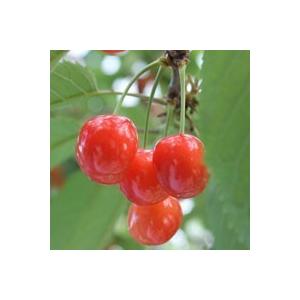 山形県産 さくらんぼ 佐藤錦 た〜っぷり1kg...の詳細画像5