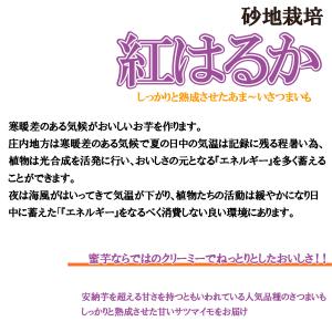 さつまいも 紅はるか 山形県 庄内産 不揃い ...の詳細画像4