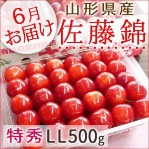 フルーツ さくらんぼ 佐藤錦 山形県産 特秀LL詰500g 手詰め 送料無料｜yamagatamaru