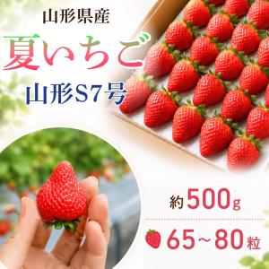 夏いちご 山形S7号 65〜80粒 約500g 山形県産 夏秋いちご 業務用 家庭用 製菓用 クール便 送料無料 イチゴ