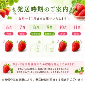 夏いちご 山形S7号 65〜80粒 約500g...の詳細画像3