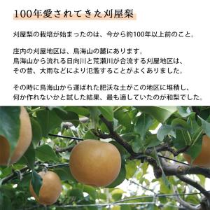 フルーツ 和梨 幸水 3kg 9月上旬発送 山...の詳細画像3