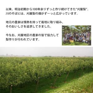 フルーツ 和梨 幸水 3kg 9月上旬発送 山...の詳細画像4