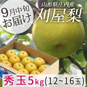 和梨 刈屋梨 秀玉(しゅうぎょく) 約5kg 9月下旬お届け (玉数おまかせ) 山形県庄内酒田市産 生産元直送の為同梱不可 希少な和梨