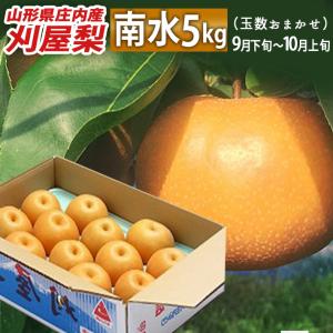 梨 鳥取産 新甘泉梨 10kg なし 甘い 和梨 フルーツ 果物 家庭用 送料