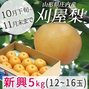 梨 フルーツ 和梨 新興 5kg  山形県庄内酒田市産 刈屋梨 新興 しんこう 約5kg 玉数おまかせ 生産元直送の為同梱不可 希少な和梨｜yamagatamaru