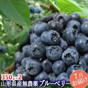 フルーツ 完熟 大粒 ブルーベリー 生700g 350g×2 山形県産 無農薬｜yamagatamaru