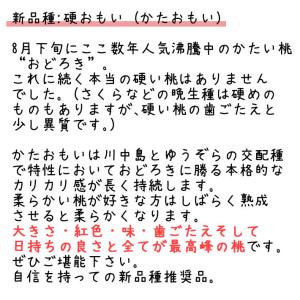 10月初めお届け 桃 特大 硬い桃 硬おもい ...の詳細画像2