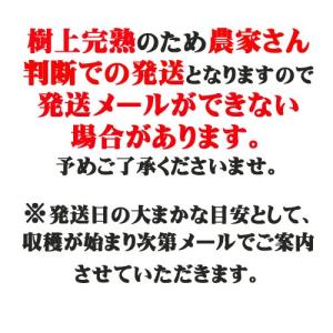 フルーツ 8月末お届けご予約 山形県産 かたい...の詳細画像3