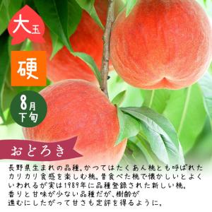 フルーツ 8月末お届けご予約 山形県産 かたい...の詳細画像1