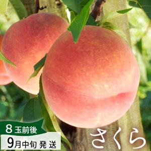 フルーツ 桃 さくら2.5kg 8玉前後 9月お届け 山形県産 生産者直送のためほかの商品と同梱不可 送料無料