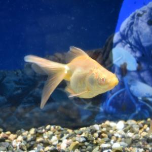 アルビノ 金魚の商品一覧 通販 Yahoo ショッピング