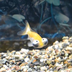 ヤマゲンペットyahoo 店 頂天眼 水泡眼 穂竜 出目金型 金魚 Yahoo ショッピング