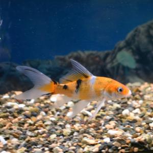 ヒレナガゴイミックス S(約10cm) 　5匹