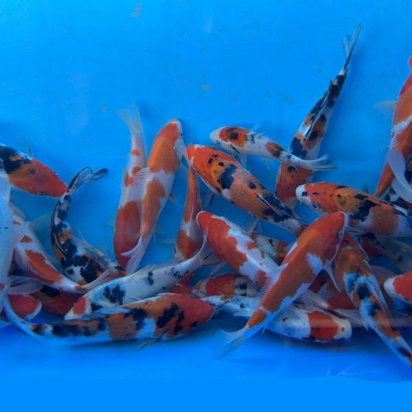 当才紅白・大正三色SM（約15〜18cm）　2匹セット