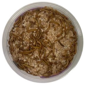 川井 お徳用ミールワーム 500 (約25g)の詳細画像1