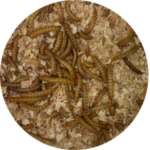 川井 お徳用ミールワーム 500 (約25g)の詳細画像2