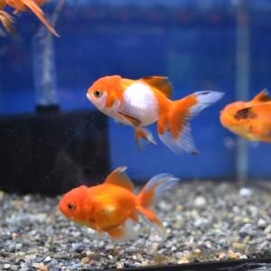 丹頂 金魚 オスメスの商品一覧 通販 Yahoo ショッピング