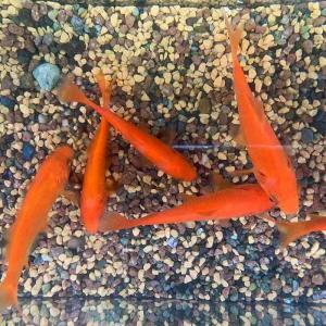 弥富産 小和金(約9〜10cm) 5匹の詳細画像3