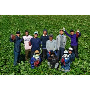 こつぶな丸干し65g 遠州名産の詳細画像3