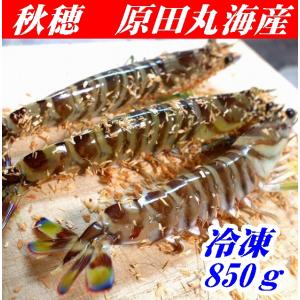 送料無料】【日本海車えび】【山口県】【長門市油谷】【楊貴妃伝説の里