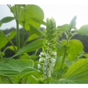 奥出雲産えごま油145g【島根県】【仁多郡奥出...の詳細画像1