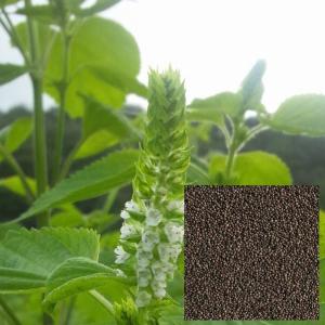 【送料無料】【国産100％】煎りえごま１００ｇ【やまぐち開盛堂】【低温焙煎】【メール便】