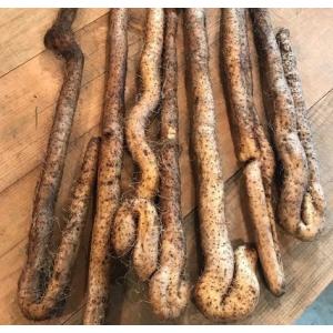 【新芋出荷開始】山口県産【送料無料】『自然薯(...の詳細画像2