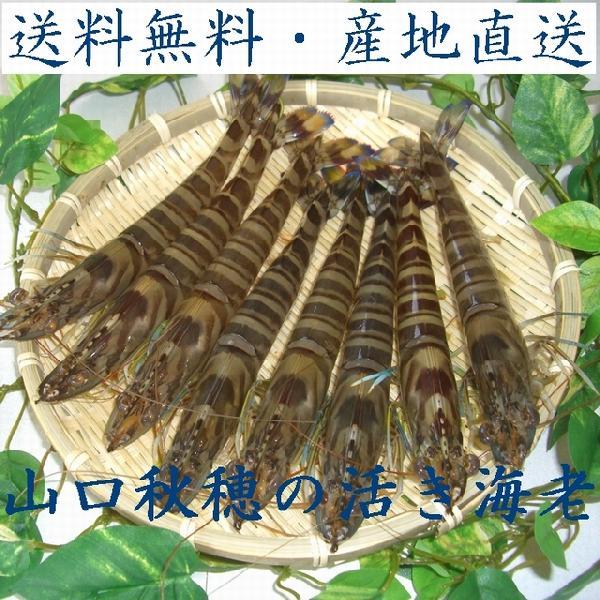 【送料無料】『山口県秋穂の活き車えび』２５０ｇ（車海老・クルマエビ・くるまえび）