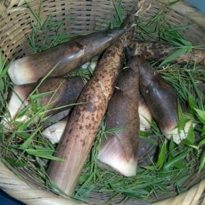 予約受付中】山口県産摘み立て「真竹（マダケ）のたけのこ5kg