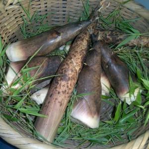 予約受付中】山口県産摘み立て「真竹（マダケ）のたけのこ5kg