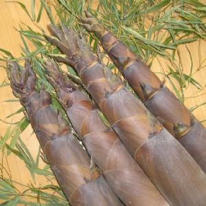 】山口県産摘み立て「淡竹（ハチク）のたけのこ４kg」（タケノコ・筍・呉竹・はちく・破竹）