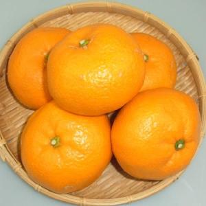 送料無料】山口県産 『大島みかん 2L〜3Lサイズ 9kg』（周防大島産