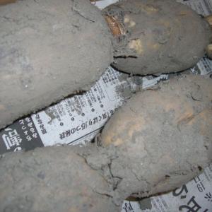 掘りたて泥付き『岩国蓮根（れんこん）2kg』　野菜の詰め合わせと同梱で