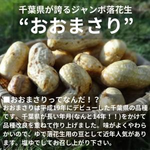 【早割】旬の味覚!令和8年産 ゆで落花生用 生...の詳細画像1