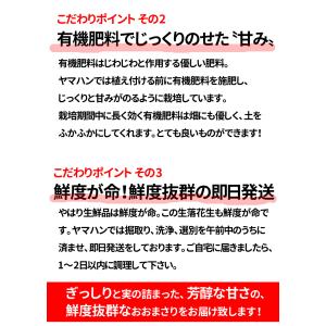 【早割】旬の味覚!令和8年産 ゆで落花生用 生...の詳細画像5