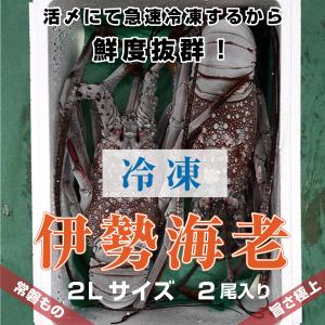 「活〆冷凍伊勢海老」”LLサイズ”　1.6ｋｇ　2尾入り　海老・伊勢海老・伊勢えび・伊勢エビ　冷凍　活〆