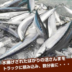 冷凍サンマ・冷凍さんま 10kg(110〜12...の詳細画像1