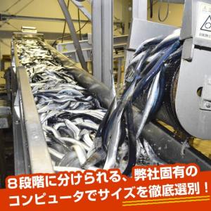 冷凍サンマ・冷凍さんま 10kg(110〜12...の詳細画像2