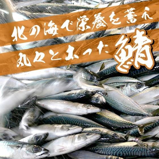 常磐もの　冷凍サバ・冷凍さば　10kg　 ※1尾あたり（800g〜900g）が12尾前後