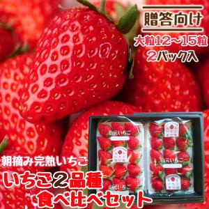 いちご 完熟 宮城 山元いちご農園 贈答用 ２品種食べ比べセット  大粒12〜15粒 2パック